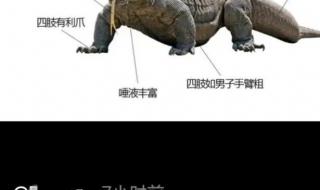 印度f4是什么 蜥蜴人是什么梗