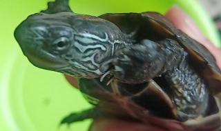 乌龟的种类图片 乌龟的种类图片