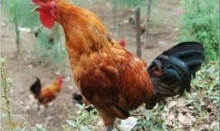 野鸡母鸡怎么叫 野鸡母鸡怎么叫