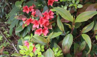 厦门云顶山 厦门云顶山