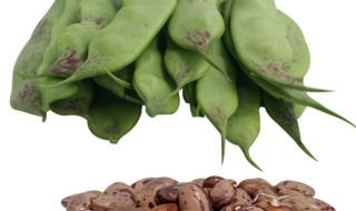 九月青豆角产自哪里 九月青豆角产自哪里