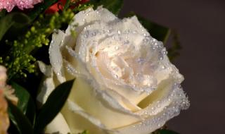 广场舞花篮的花儿香