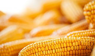 紫苞米衣服是啥 子苞米服装