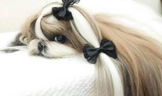 西施犬造型 西施犬造型