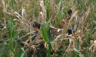 女朋友掰玉米是什么梗 女朋友掰玉米是什么梗