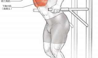 怎样锻炼胸肌 胸肌怎么练