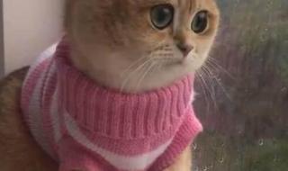 我听见窗外的声音是什么歌曲 我的眼睛望着窗外