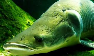 十大凶猛淡水鱼 十大凶猛淡水鱼