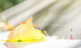 长颈鹿头像什么意思 长颈鹿头像什么意思