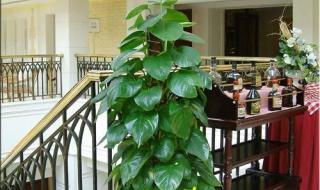 绿植租赁租摆多少钱 绿植租赁租摆多少钱